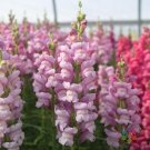 1000 Seeds Maryland Lavender Snapdragon Seeds For Garden Fresh For Garden