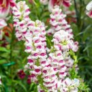 1000 Seeds Maryland Plumblossom Snapdragon Seeds For Garden Fresh For Garden