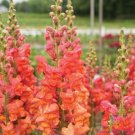 1000 Seeds Monaco Orange Snapdragon Seeds For Garden Planting Fresh For Garden