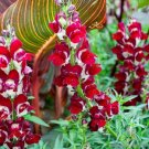 1000 Seeds Night And Day Snapdragon Seeds For Garden Planting Fresh For Garden