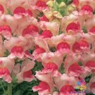 1000 Seeds Op Appleblossom Snapdragon Seeds For Garden Fresh For Garden