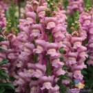 1000 Seeds Op Lavender Snapdragon Seeds For Garden Planting Fresh For Garden
