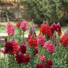 1000 Seeds Passion Red Mix Snapdragon Seeds For Garden Fresh For Garden