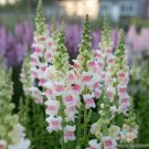 1000 Seeds Potomac Appleblossom Snapdragon Seeds For Garden Fresh For Garden