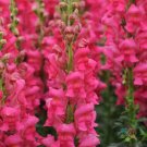 1000 Seeds Potomac Cherry Rose Snapdragon Seeds For Garden Fresh For Garden