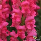 1000 Seeds Potomac Dark Pink Snapdragon Seeds For Garden Fresh For Garden