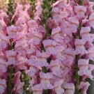 1000 Seeds Potomac Lavender Snapdragon Seeds For Garden Fresh For Garden