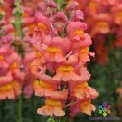 1000 Seeds Potomac Orange Snapdragon Seeds For Garden Planting Fresh For Garden