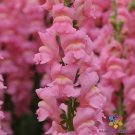 1000 Seeds Potomac Pink Snapdragon Seeds For Garden Planting Fresh For Garden