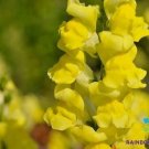 1000 Seeds Rocket Gold Snapdragon Seeds For Garden Planting Fresh For Garden