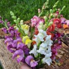 1000 Seeds Rocket Mix Snapdragon Seeds For Garden Planting Fresh For Garden