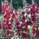 1000 Seeds Snappy Night And Day Snapdragon Seeds For Garden Fresh For Garden
