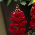 1000 Seeds Sonnet Crimson Snapdragon Seeds For Garden Planting Fresh For Garden