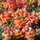1000 Seeds Sonnet Orange Scarlet Snapdragon Seeds For Garden Fresh For Garden