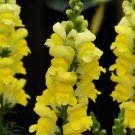 1000 Seeds Sonnet Yellow Snapdragon Seeds For Garden Planting Fresh For Garden