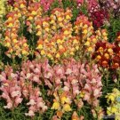 1000 Seeds Tetra Mix Snapdragon Seeds For Garden Planting Fresh For Garden