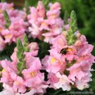1000 Seeds The Rose Snapdragon Seeds For Garden Planting Fresh For Garden