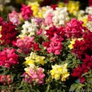 1000 Seeds Tom Thumb Mix Snapdragon Seeds For Garden Planting Fresh For Garden
