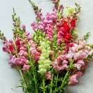 1000 Seeds Topper Mix Snapdragon Seeds For Garden Planting Fresh For Garden