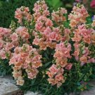 1000 Seeds Twinny Peach Snapdragon Seeds For Garden Planting Fresh For Garden
