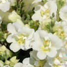 1000 Seeds Twinny White Snapdragon Seeds For Garden Planting Fresh For Garden