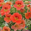 50 Seeds Alaska Apricot Nasturtium Seeds For Garden Planting Fresh For Garden