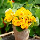 50 Seeds Alaska Gold Nasturtium Seeds For Garden Planting Fresh For Garden