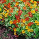 50 Seeds Alaska Mix Nasturtium Seeds For Garden Planting Fresh For Garden