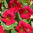 50 Seeds Alaska Rasp­Berry Nasturtium Seeds For Garden Fresh For Garden