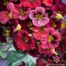 50 Seeds Alaska Red Shades Nasturtium Seeds For Garden Fresh For Garden