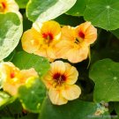 50 Seeds Dwarf Apricot Nasturtium Seeds For Garden Planting Fresh For Garden 50 Seeds Dwarf Apricot Nasturtium Seeds For Garden Planting Fresh For Garden