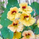 50 Seeds Dwarf Peach Melba Nasturtium Seeds For Garden Fresh For Garden 50 Seeds Dwarf Peach Melba Nasturtium Seeds For Garden Fresh For Garden
