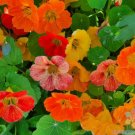 50 Seeds Dwarf Whirlybird Double Mix Nasturtium Seeds For Garden Fresh For Garden 50 Seeds Dwarf Whirlybird Double Mix Nasturtium Seeds For Garden Fresh For Garden
