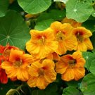 50 Seeds Orange Gleam Nasturtium Seeds For Garden Planting Fresh For Garden 50 Seeds Orange Gleam Nasturtium Seeds For Garden Planting Fresh For Garden