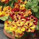 50 Seeds Orchid Flame Nasturtium Seeds For Garden Planting Fresh For Garden 50 Seeds Orchid Flame Nasturtium Seeds For Garden Planting Fresh For Garden
