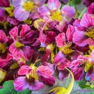 50 Seeds Purple Emperor Nasturtium Seeds For Garden Planting Fresh For Garden