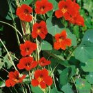 50 Seeds Spitfire Nasturtium Seeds For Garden Planting Fresh For Garden