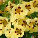 50 Seeds Troika Cream Nasturtium Seeds For Garden Planting Fresh For Garden