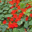 50 Seeds Troika Orange Nasturtium Seeds For Garden Planting Fresh For Garden