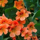 50 Seeds Vesuvi Nasturtium Seeds For Garden Planting Fresh For Garden