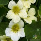 50 Seeds Yetnasturtium Seeds For Garden Planting Fresh For Garden