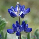 25 Seeds Bicolor Minlupine Seeds For Garden Planting Fresh For Garden