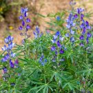 25 Seeds Blue Annual Lupine Seeds For Garden Planting Fresh For Garden 25 Seeds Blue Annual Lupine Seeds For Garden Planting Fresh For Garden