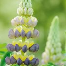 25 Seeds Bruiser Lupine Seeds For Garden Planting Fresh For Garden
