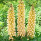25 Seeds Cashmere Cream Lupine Seeds For Garden Planting Fresh For Garden