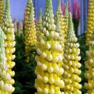 25 Seeds Desert Sun Lupine Seeds For Garden Planting Fresh For Garden