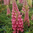 25 Seeds Gallery Pink Lupine Seeds For Garden Planting Fresh For Garden