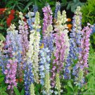 25 Seeds Hartwegimix Lupine Seeds For Garden Planting Fresh For Garden