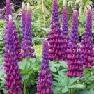 25 Seeds Masterpiece Lupine Seeds For Garden Planting Fresh For Garden