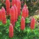 25 Seeds Red Arrow Lupine Seeds For Garden Planting Fresh For Garden